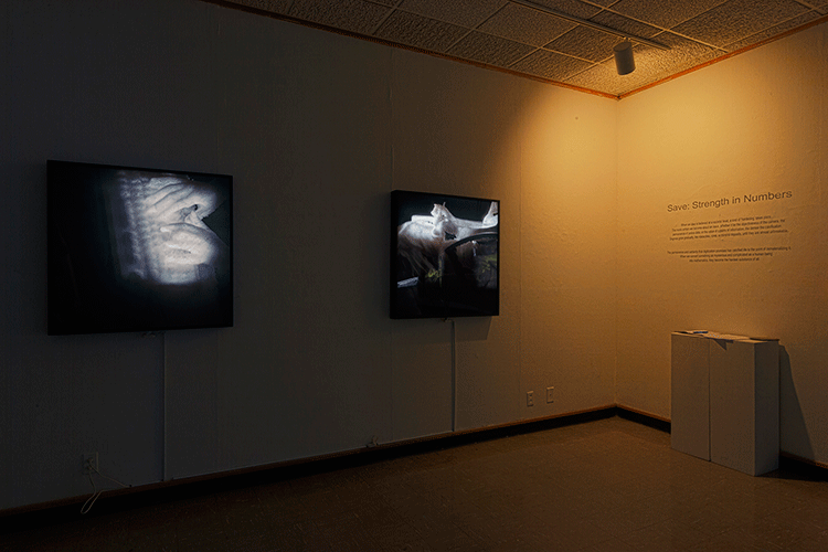 Certainties Installation View