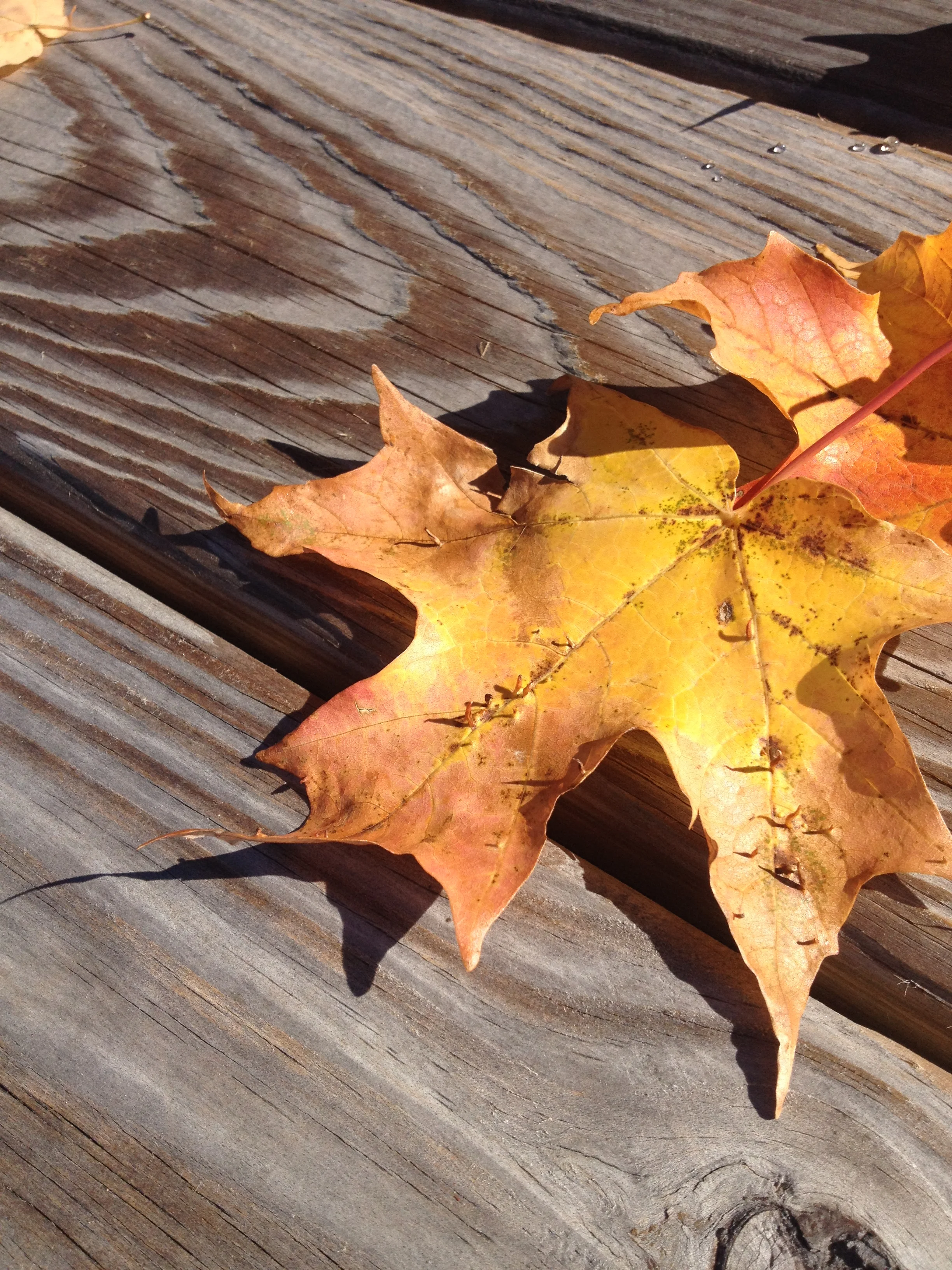 2014-10-12 11.44.39.jpg