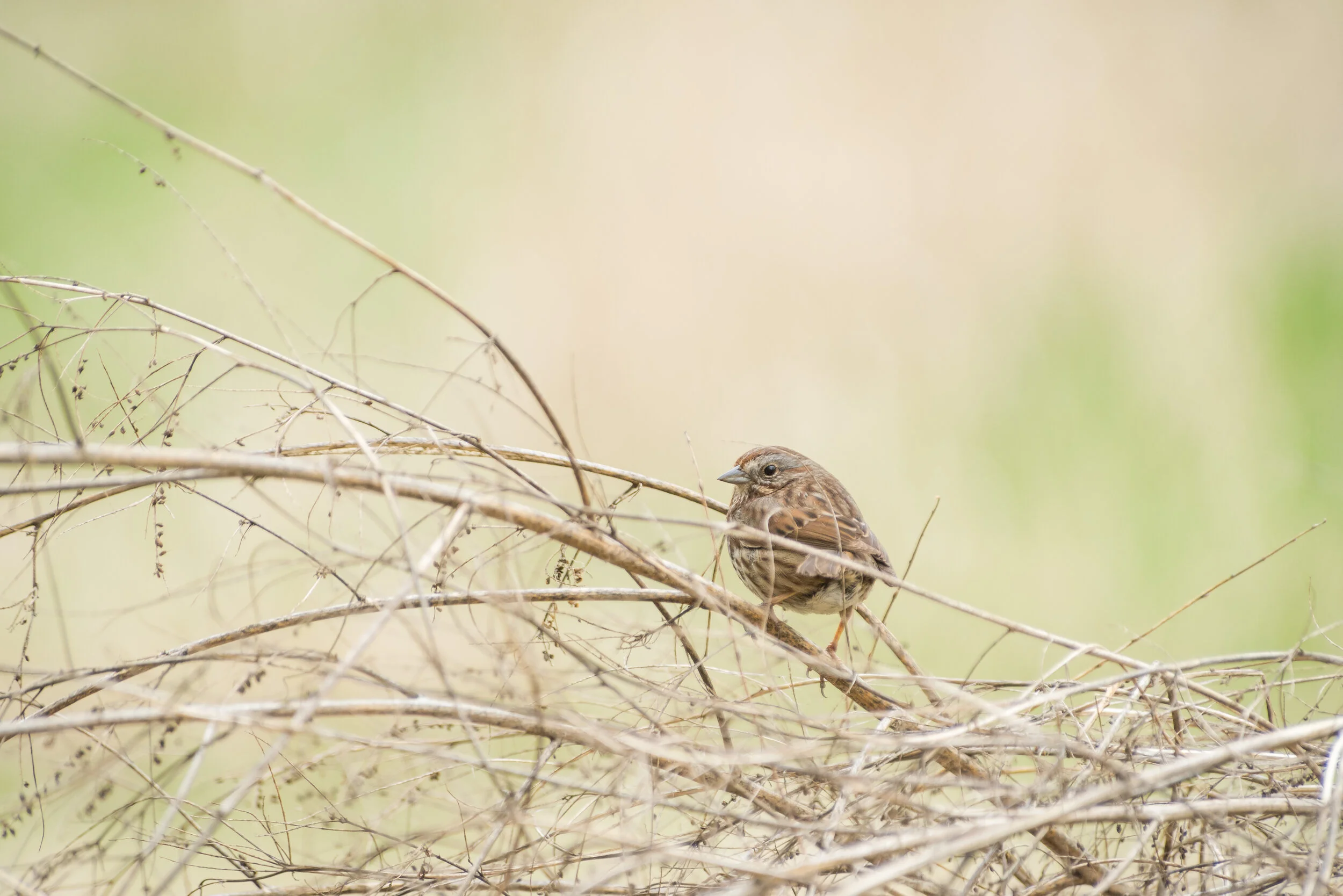 DSC_7060.jpg