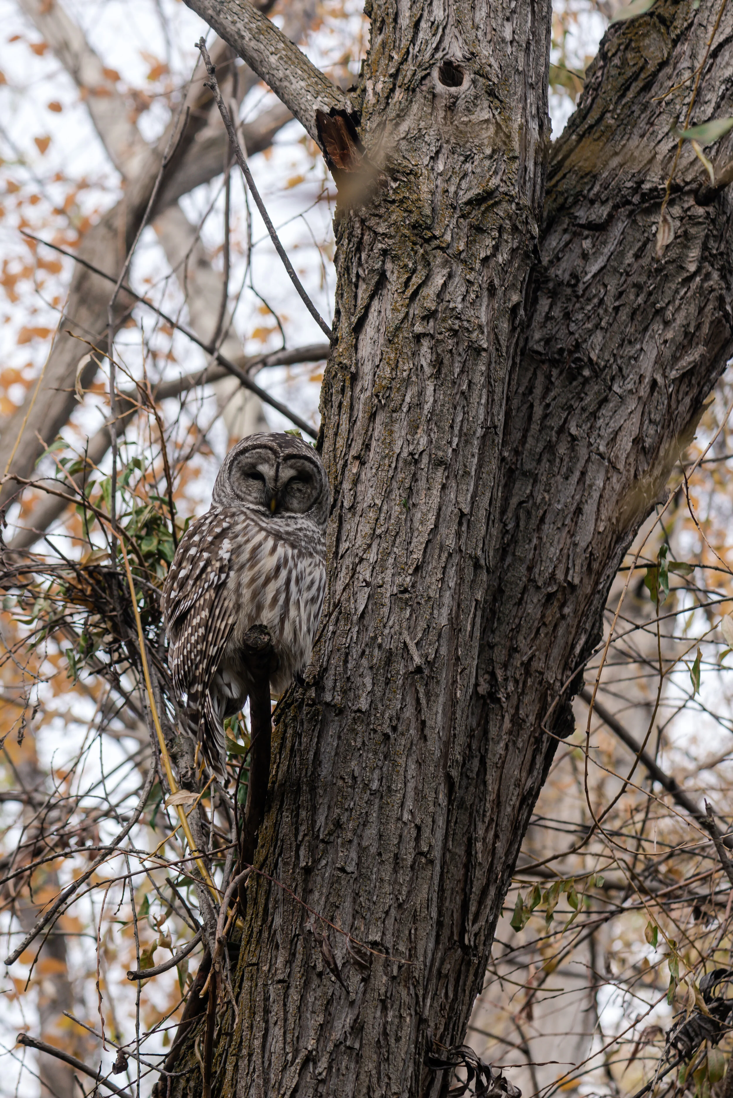 DSC_4319.jpg