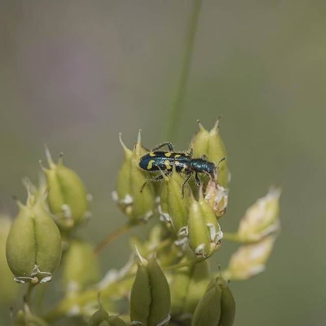 Another photo of the Ornate Checkered beetle I saw while out on a photo walk a couple weeks ago 🐝