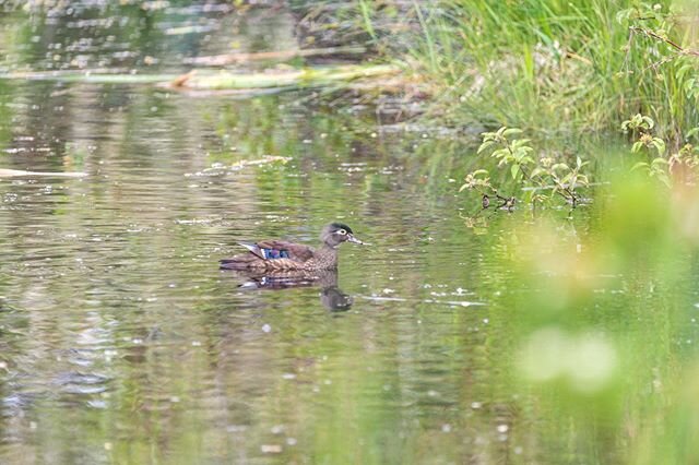 Two posts in one day but am excited about these photos and couldn&rsquo;t wait until tomorrow... a female wood duck I saw while out birding a couple weeks ago. Still working through lots of photos but more coming soon..!! 🦆❤️ 📷 #kelowna #kelownabc 