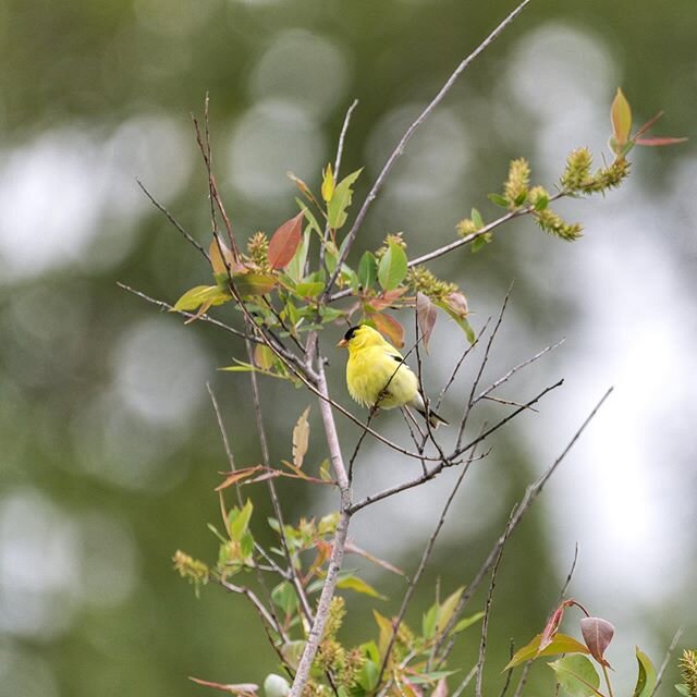 An American Goldfinch I saw while out birding a couple weeks ago. I love seeing their bright yellow feathers and hearing their per-chick-o-ree call over fields in the spring. This one was pretty co-operative and sat in this tree for a few minutes whi