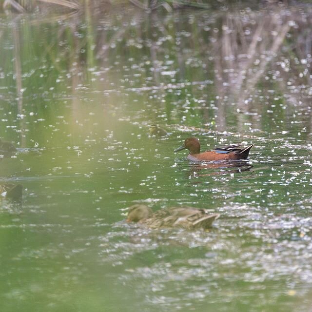 Cinnamon Teals and ducklings seen while out birding a couple weeks ago. 🦆 There were a bunch of grasses/trees between me and the water. Was trying to manoeuvre around but think I got some good ones if these birds... #kelowna #kelownabc #okanagan #ok