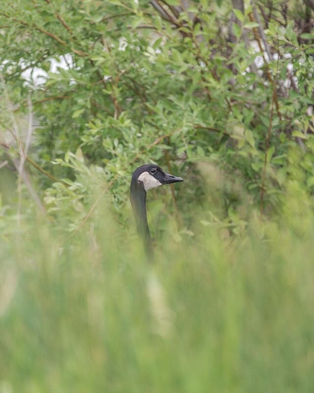 A Canada Goose peering over some grasses at the edge of Munsons pond a couple weeks ago while out bird watching. 🦢 #kelowna #kelownabc #okanagan #kelownanow #okanaganvalley #sharecangeo #yourshotphotographer #kelownaphotographer #okanaganphotographe