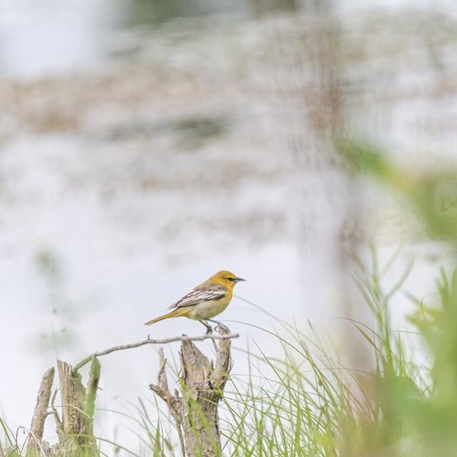 An American Goldfinch seen at Munsons pond a couple weeks ago while out birding. Love seeing these bright birds and hearing their bright per-chickory call in the summer 🐥