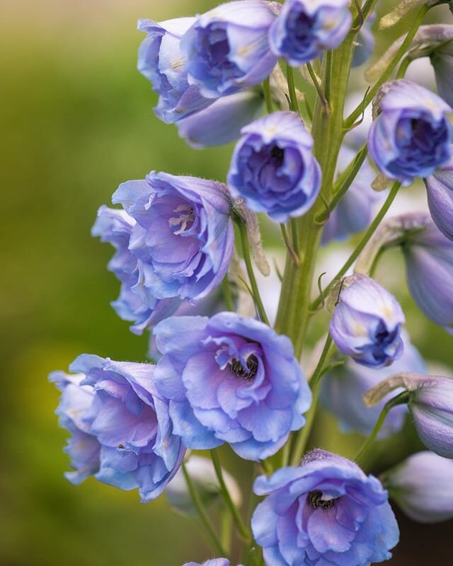 Some Delphinium flowers seen while out on a walk the other day... 🌼 #kelowna #kelownabc #peachland #peachlandbc #peachlandlife #okanagan #okanaganlake #okanaganvalley #sharecangeo #yourshotphotographer