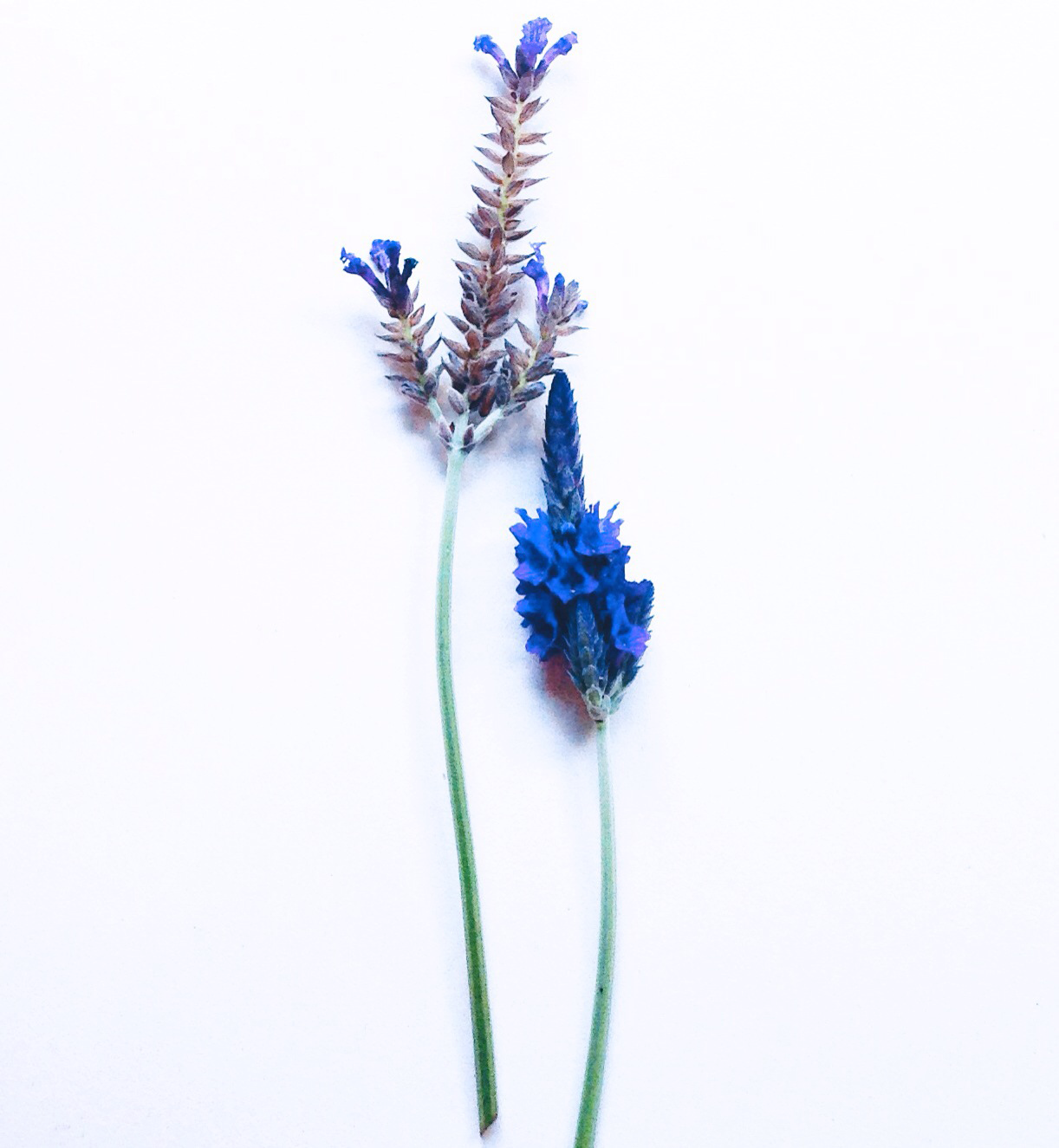 lavender.png