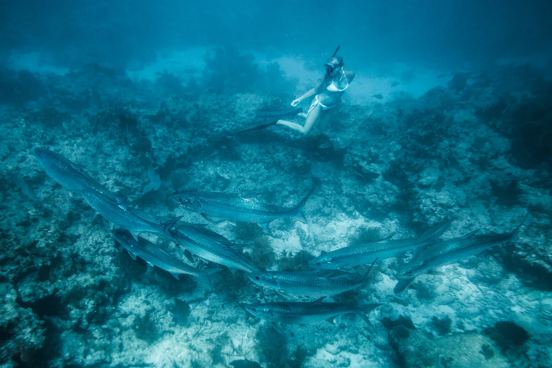 tarponwhisperer.jpg