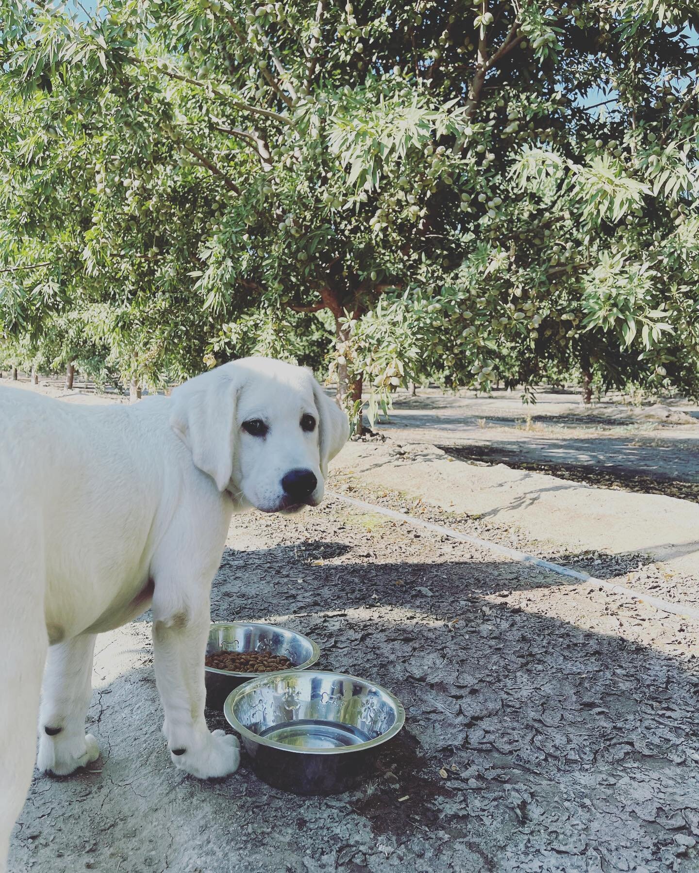 road trip with little dude (found this pretty orchard along the way)