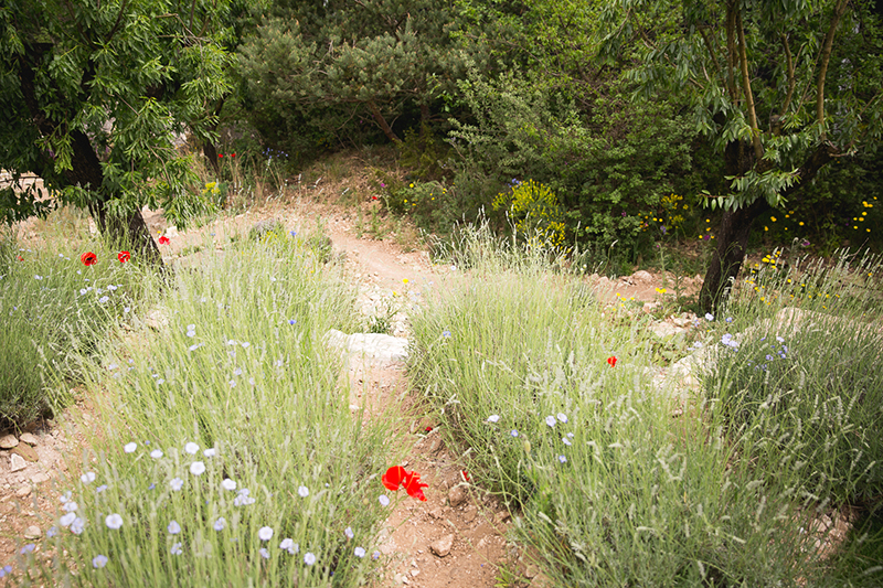L'Occitane garden at the Chelsea Flower Show 2016
