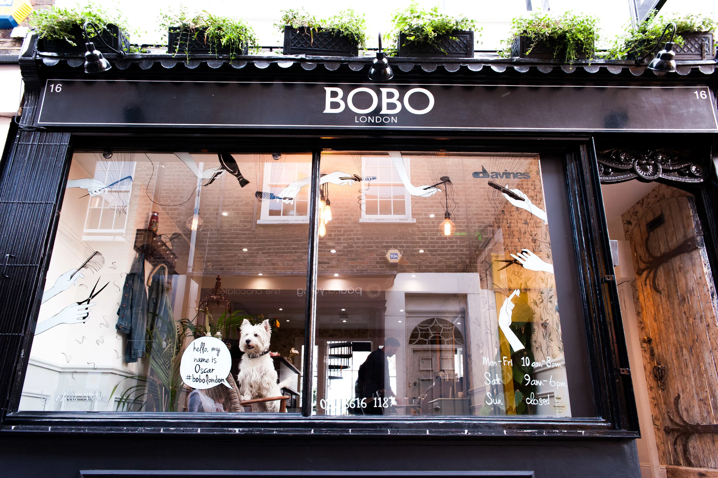 Live installation, Shop Window painting illustration by Willa Gebbie