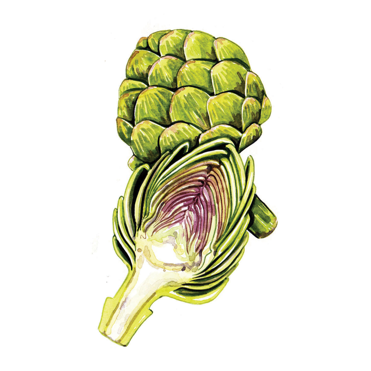 watercolour food illustrations artichoke