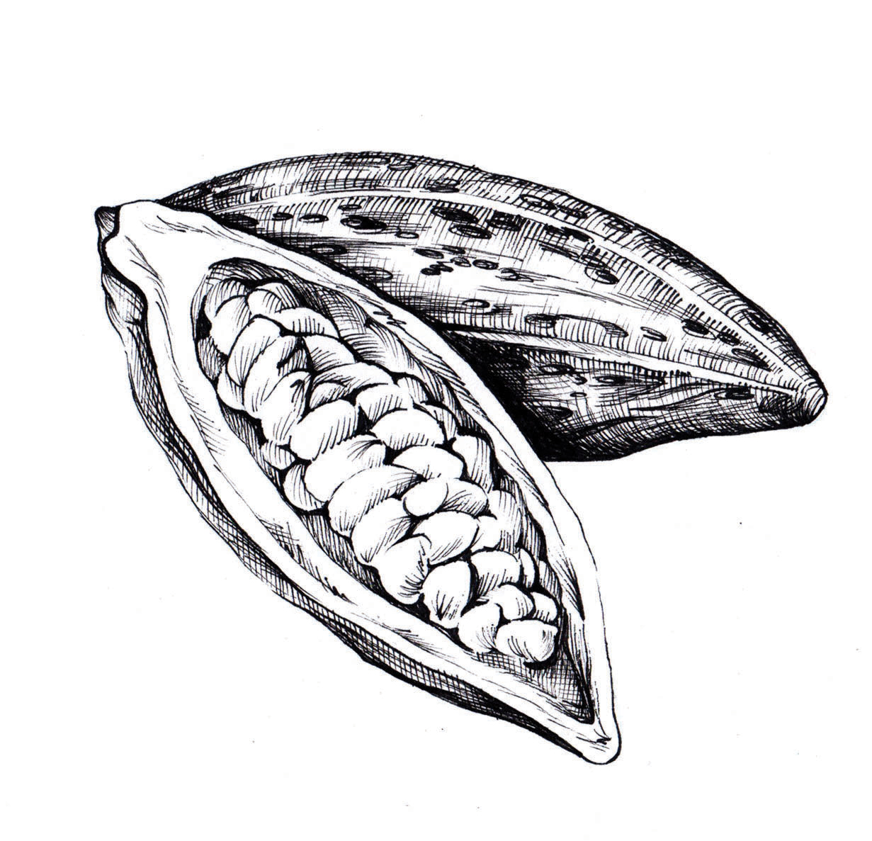 pen ink food illustrations cacao fruit