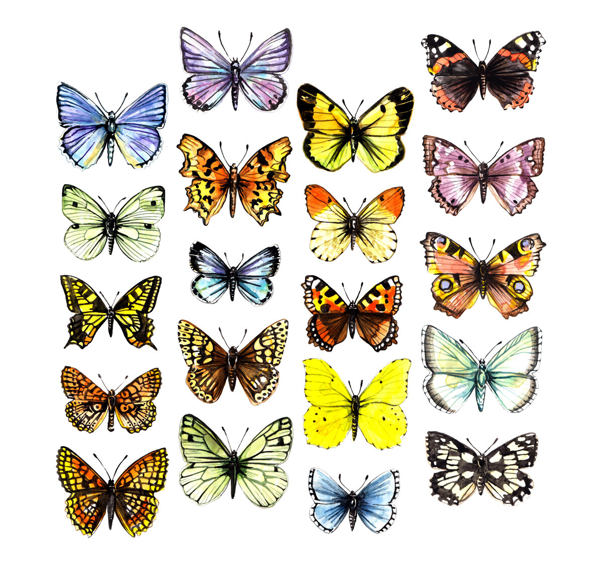 butterflies (1).jpg