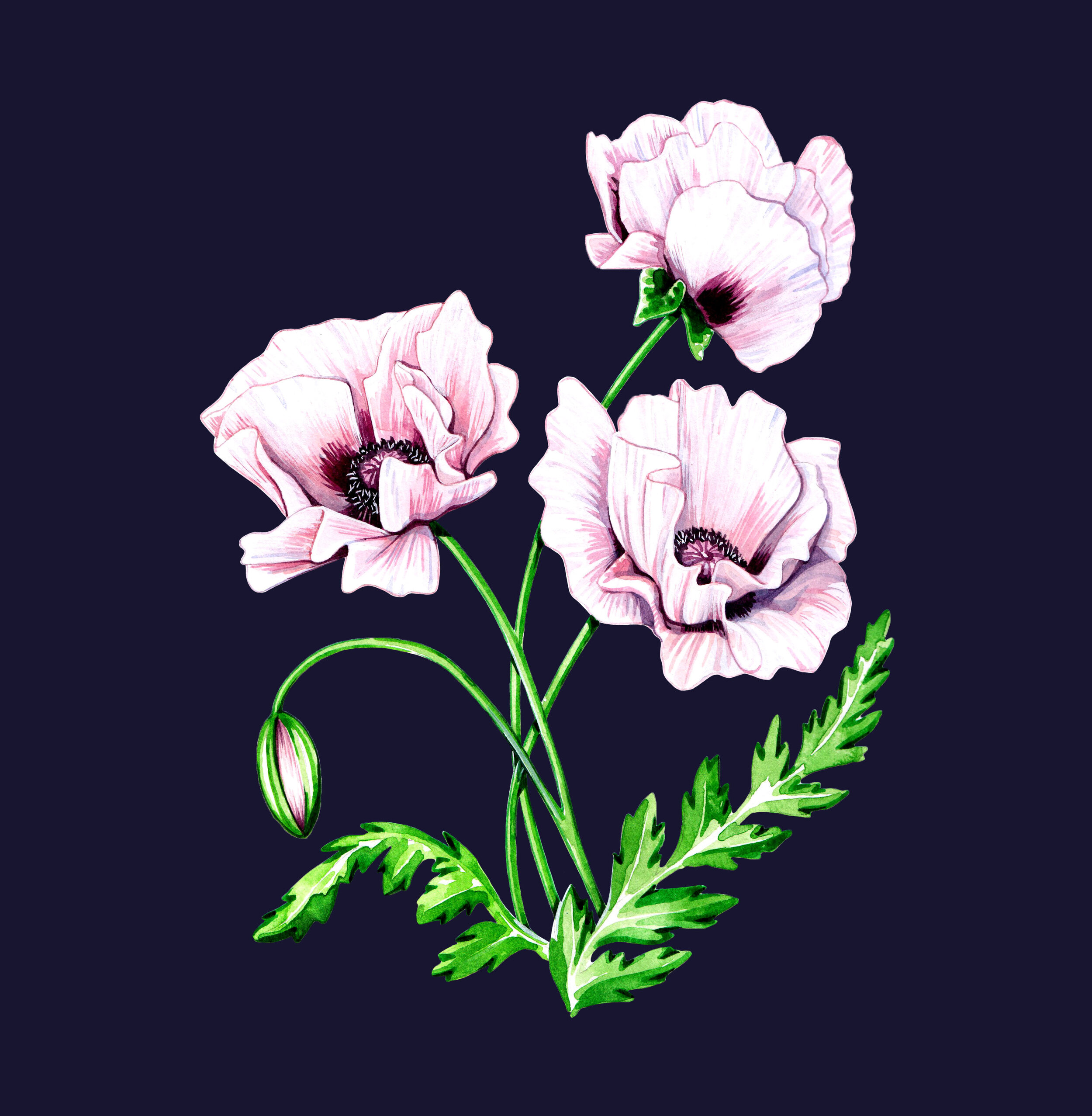 floral botanical watercolour illustration by illustrator, Willa Gebbie
