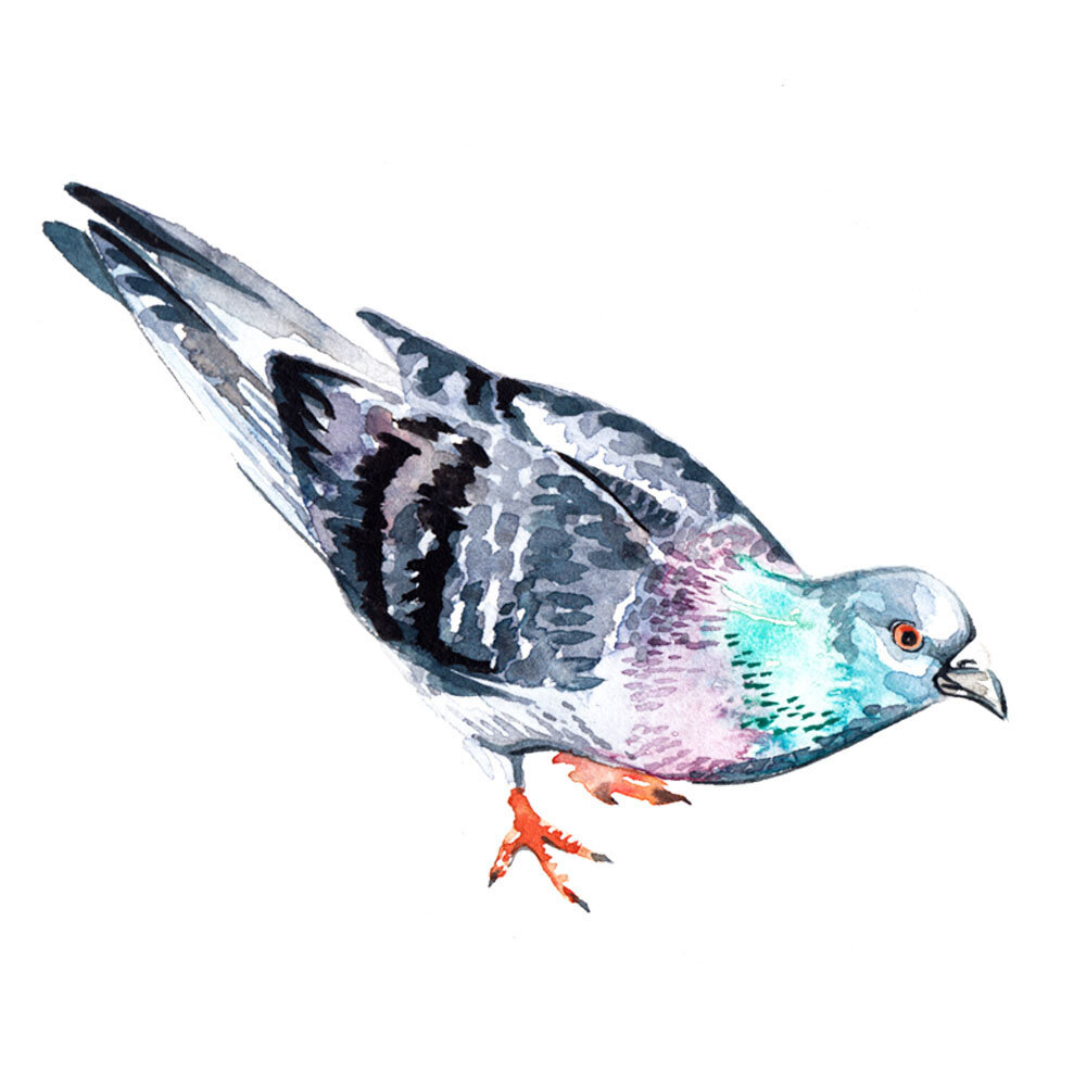 pigeon bird watercolour illustration by Willa Gebbie