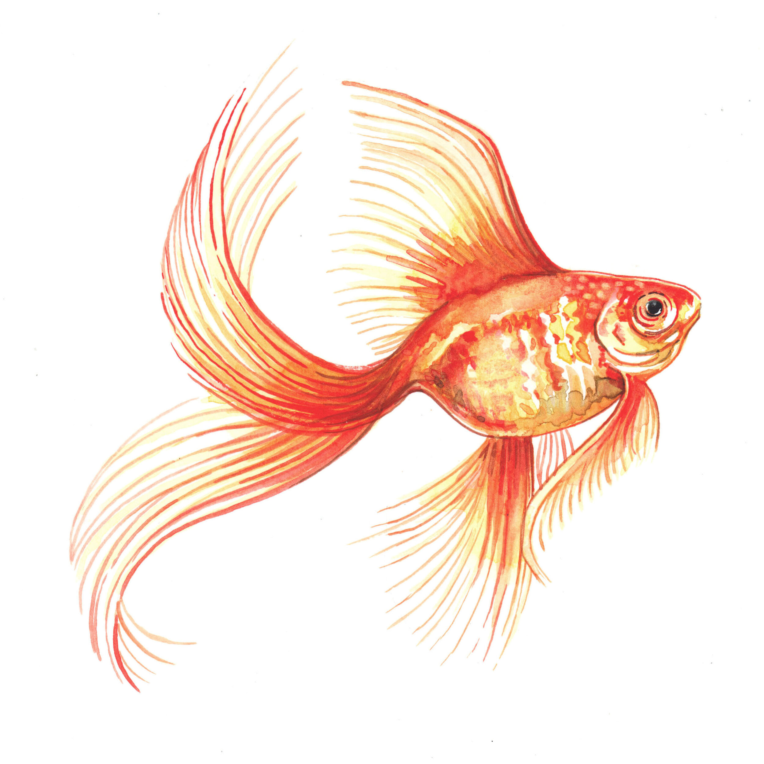 goldfish watercolour illustration by Willa Gebbie