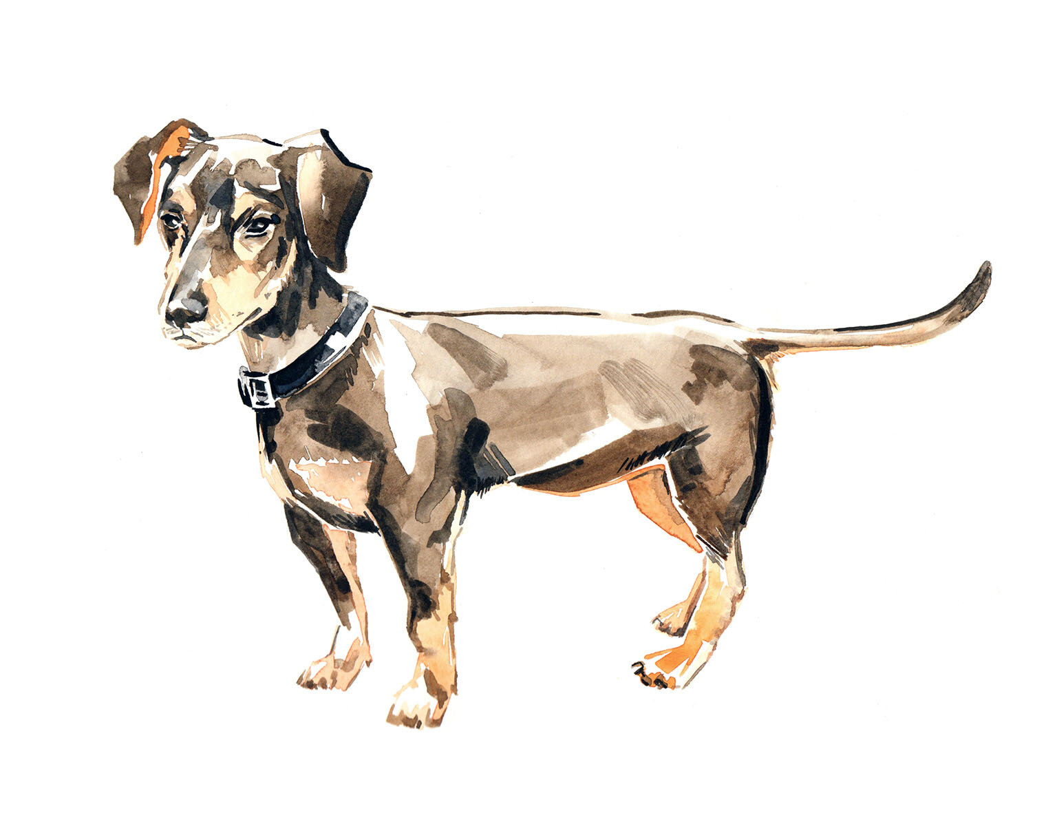 dachshund watercolour illustration by illustrator Willa Gebbie