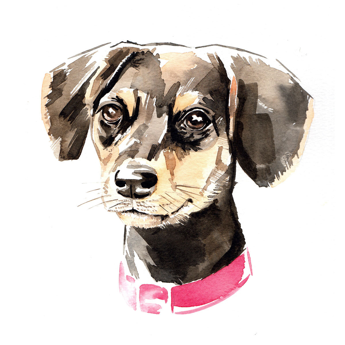 sausage dog watercolour illustration by illustrator Willa Gebbie