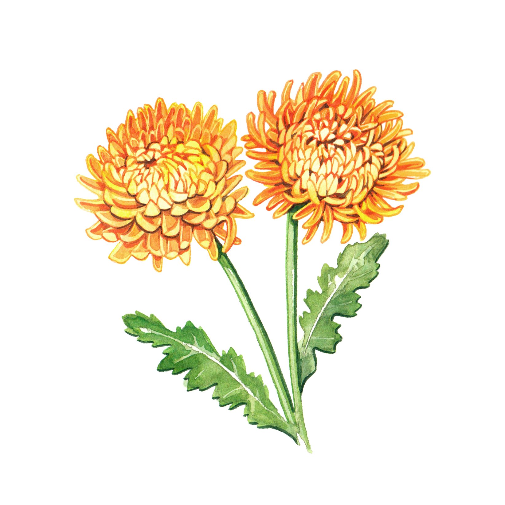 Chrysanthemum  - spot illustration watercolour by Willa Gebbie