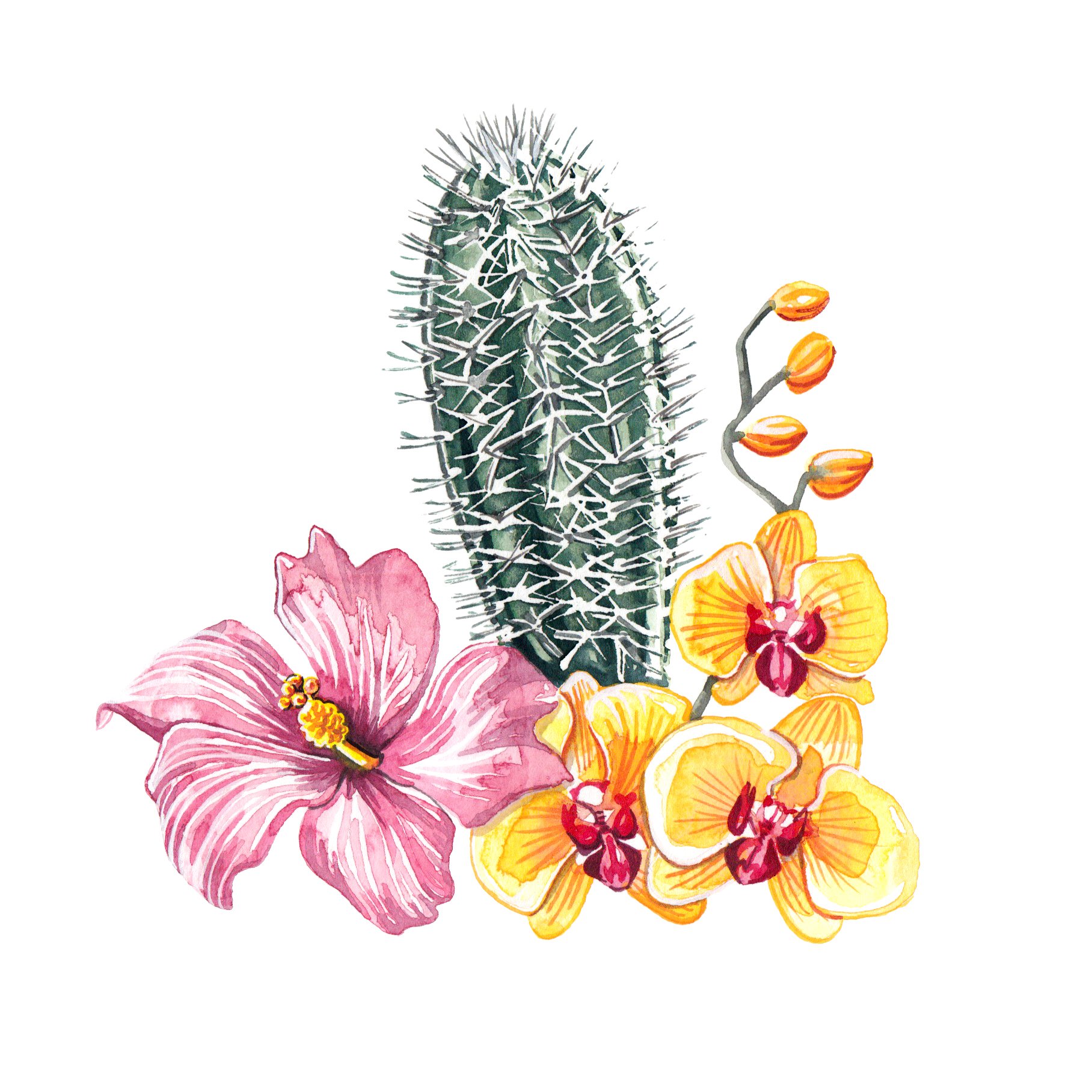 cacti and orchid - spot illustration watercolour by Willa Gebbie