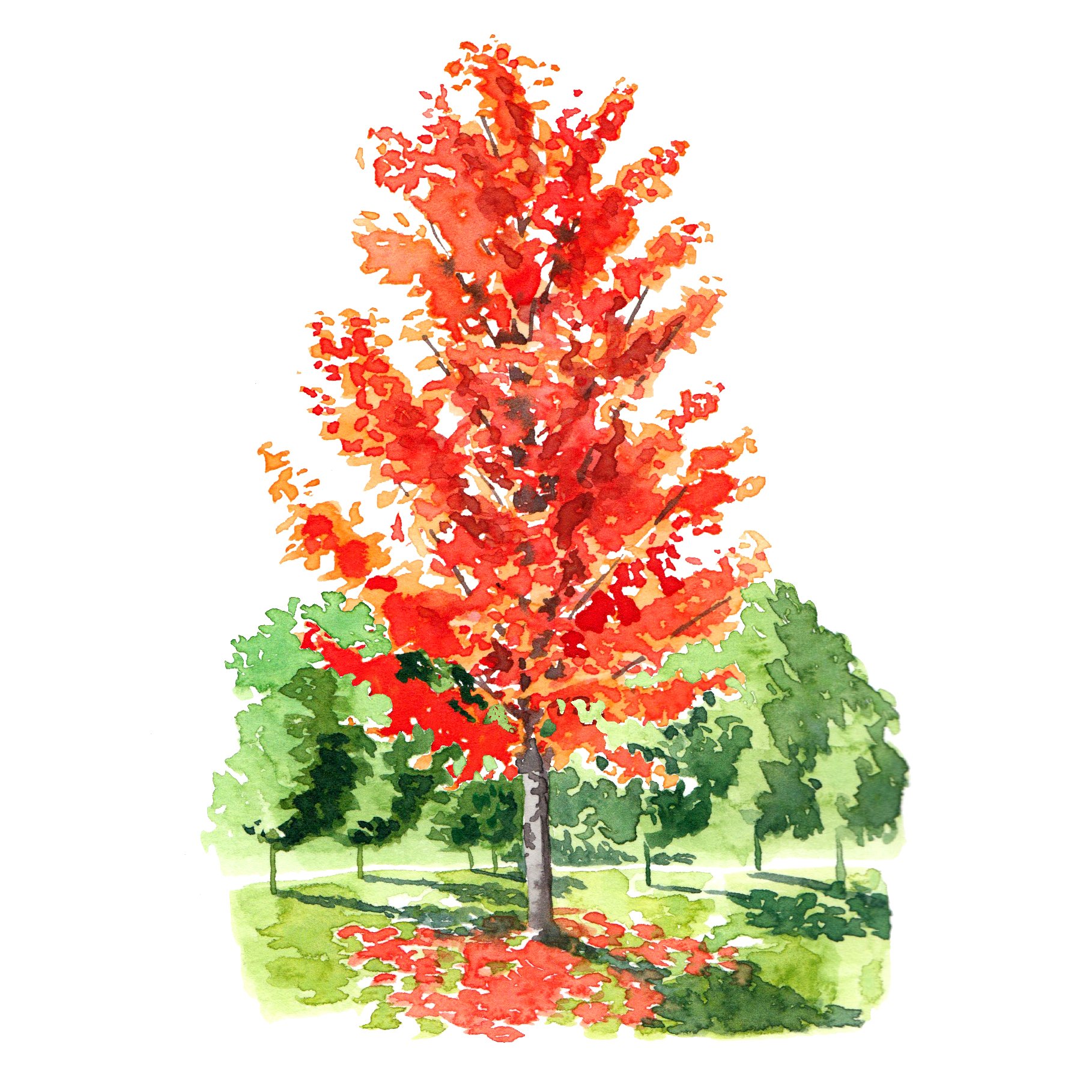 maple tree - spot illustration watercolour by Willa Gebbie