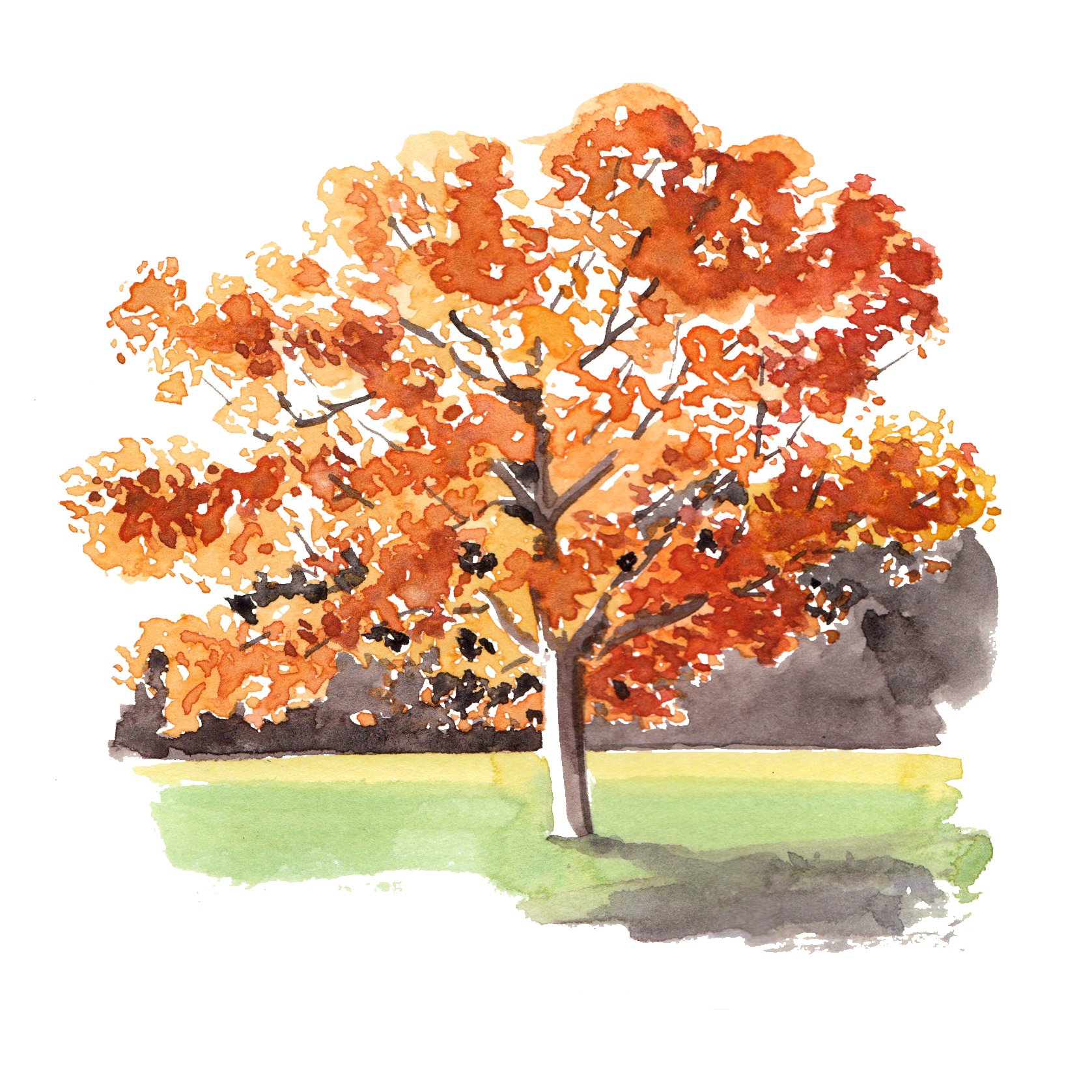 Oak tree spot illustration watercolour by Willa Gebbie
