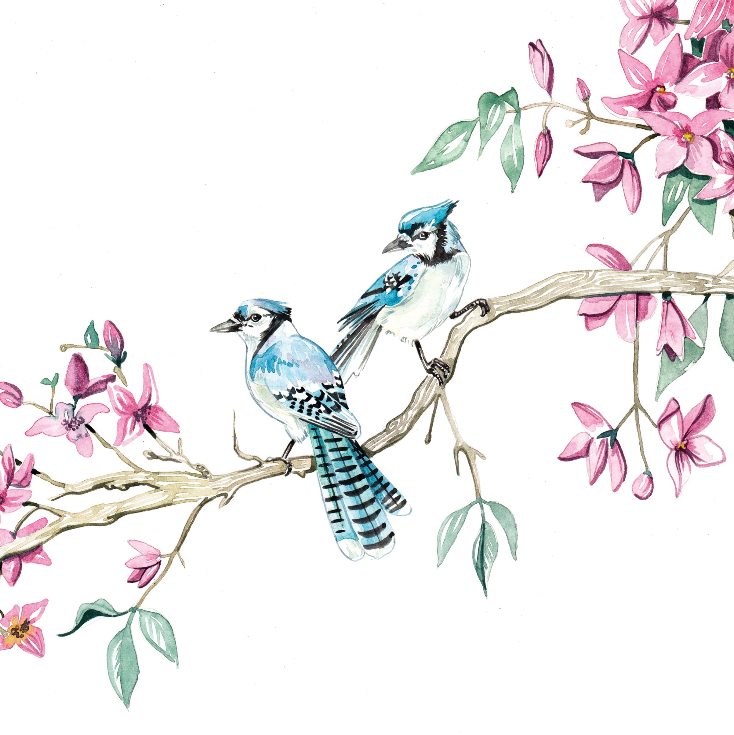 Spring birds - watercolour painting by Willa Gebbie