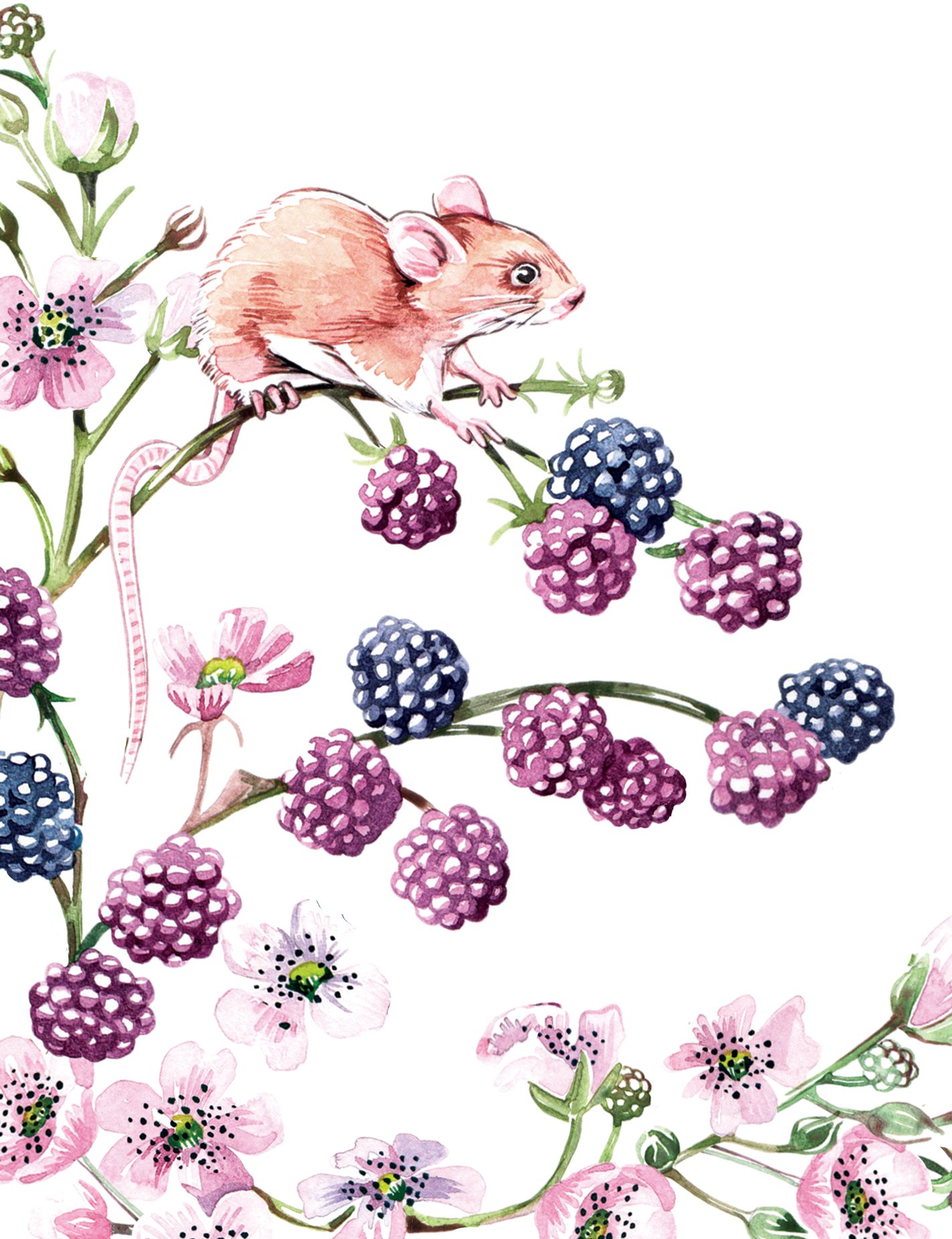 Mice - watercolour nature painting by Willa Gebbie