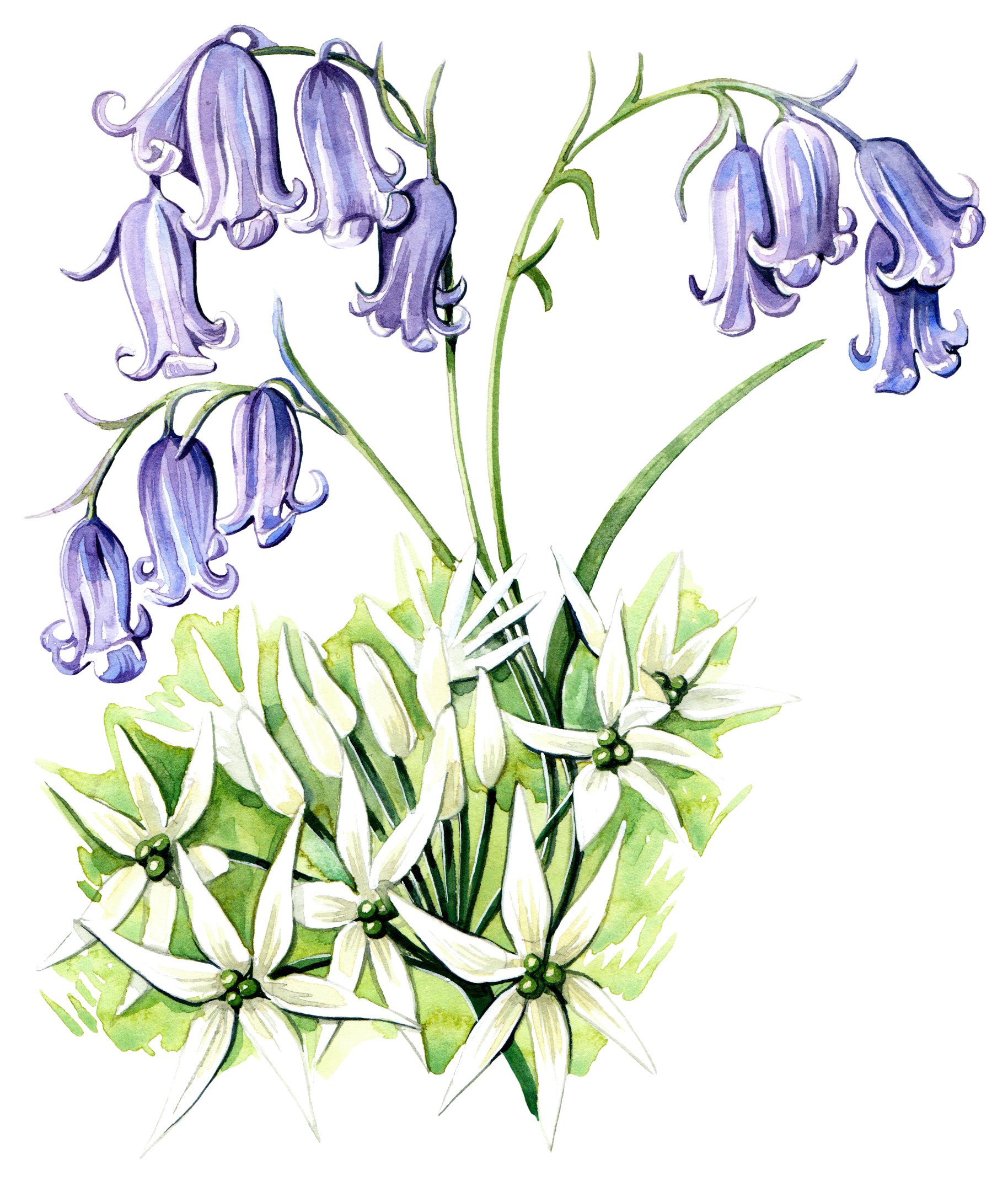 bluebells - botanical watercolour illustration for Kew magazine by illustrator, Willa Gebbie