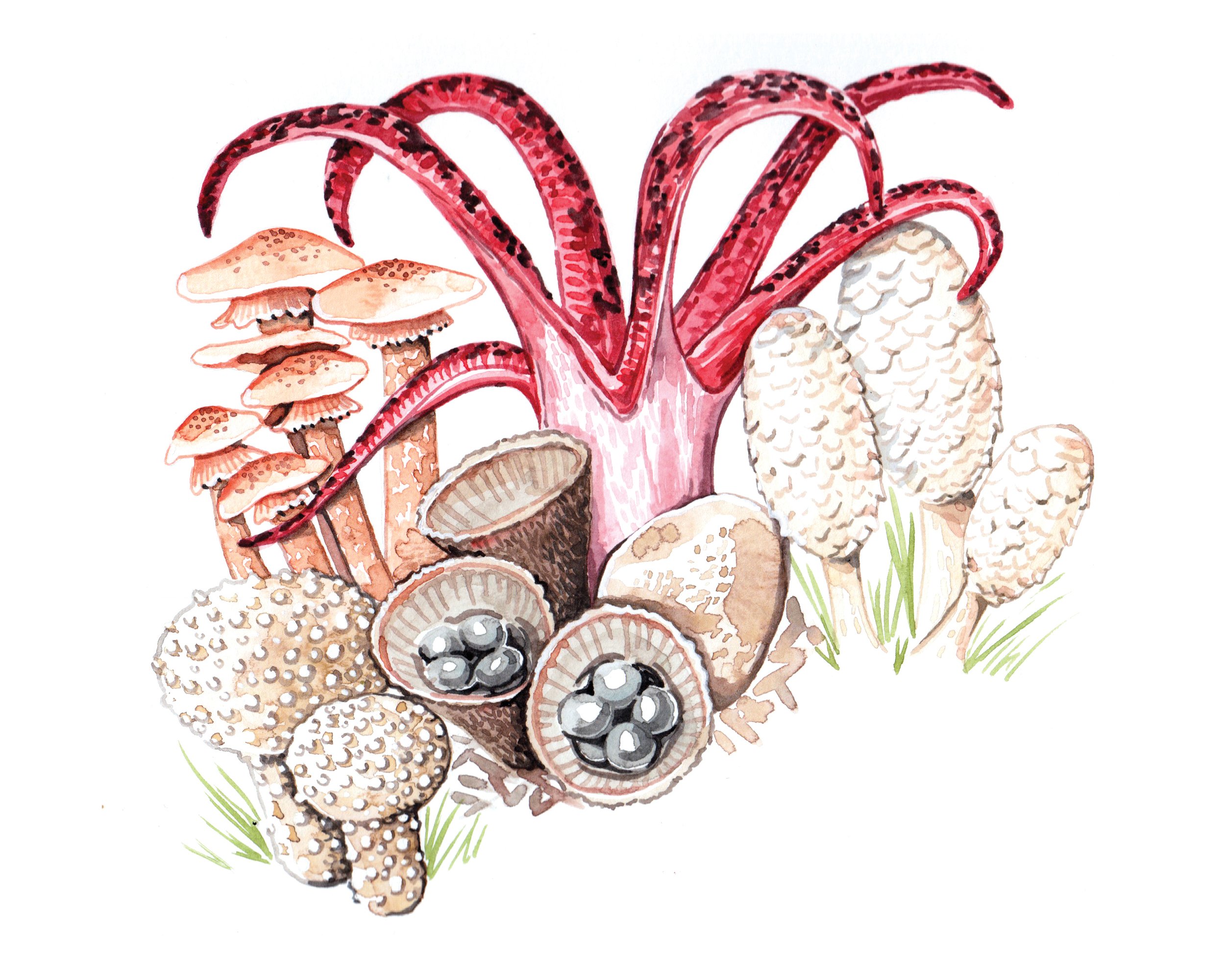 fungi watercolour illustration for Kew Gardens