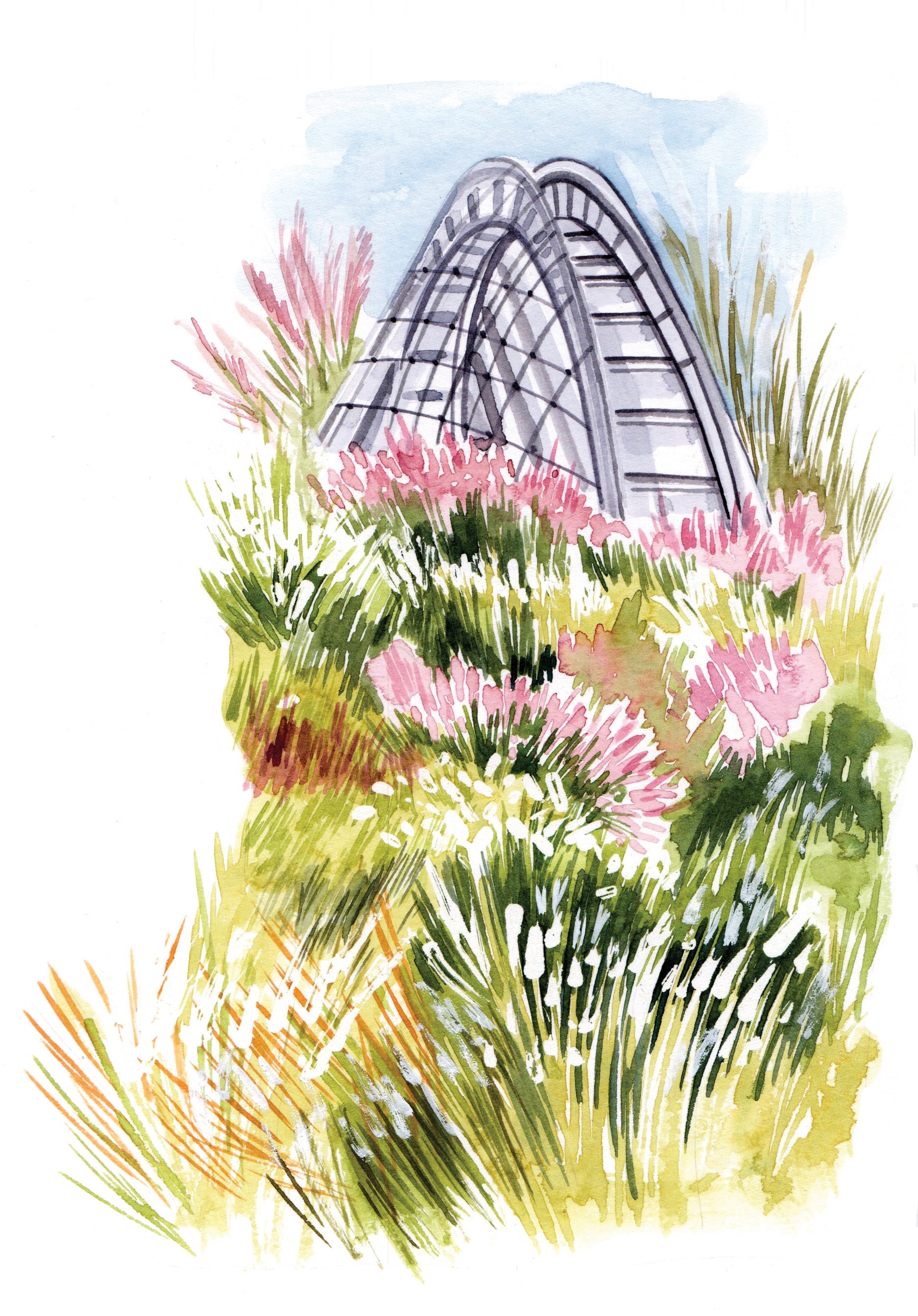 grassland watercolour illustration for Kew gardens