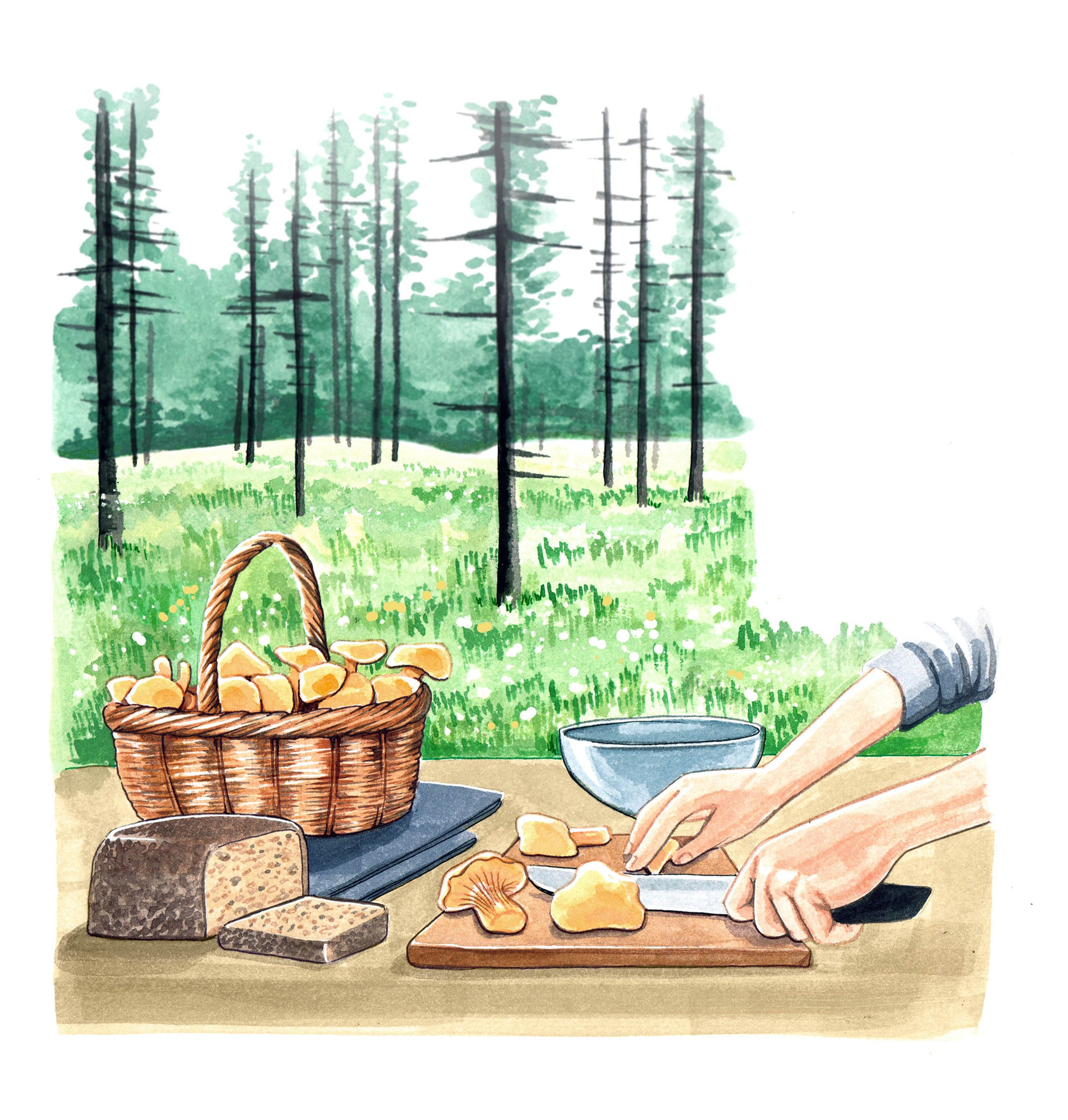 foraging watercolour illustration by Willa Gebbie