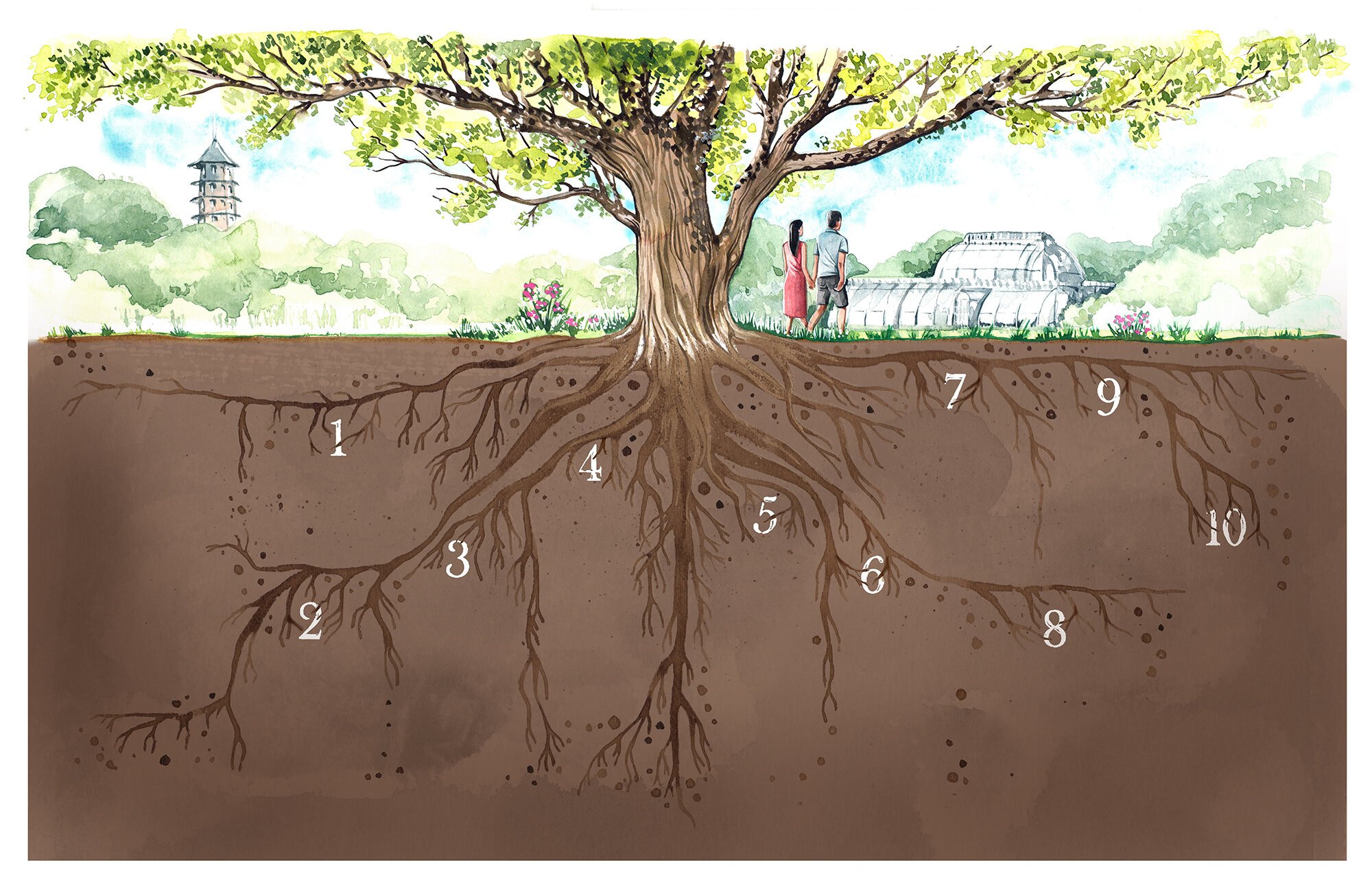 tree watercolour illustration by Willa Gebbie