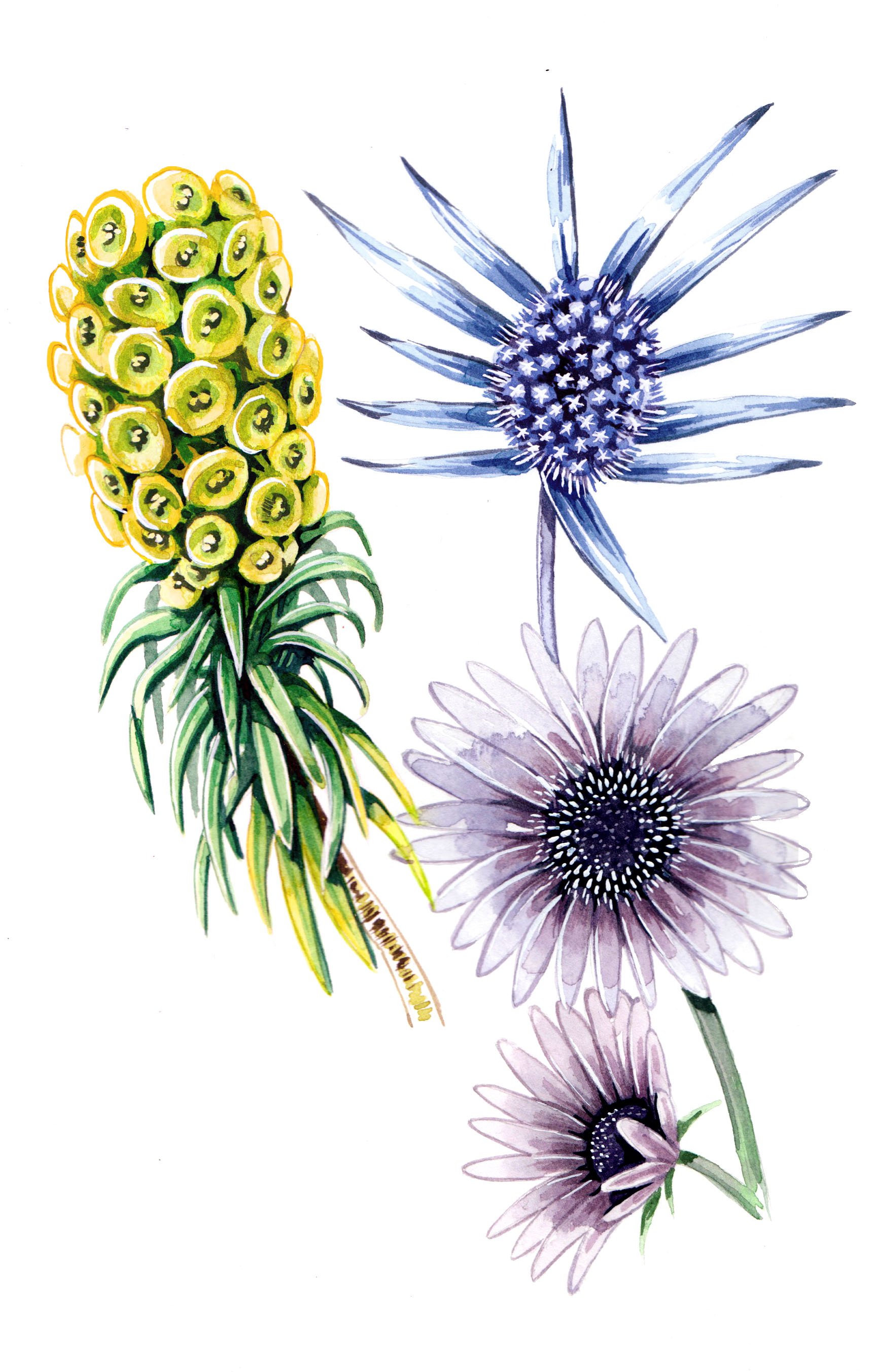 nature illustrations in watercolour for Kew magazine by Willa Gebbie