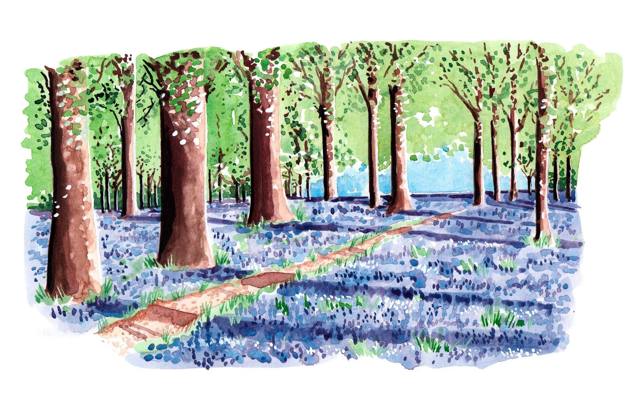 Spring illustrations for Royal Botanic Gardens at Kew magazine — Willa ...