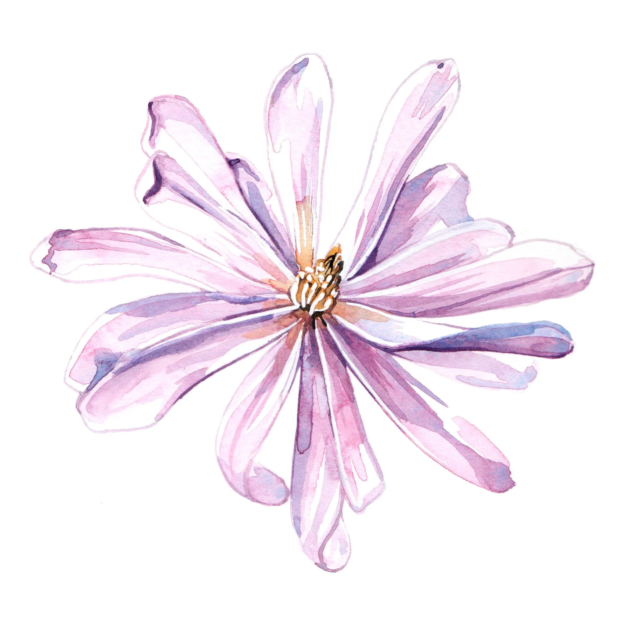 Spring illustrations for Royal Botanic Gardens at Kew magazine — Willa ...