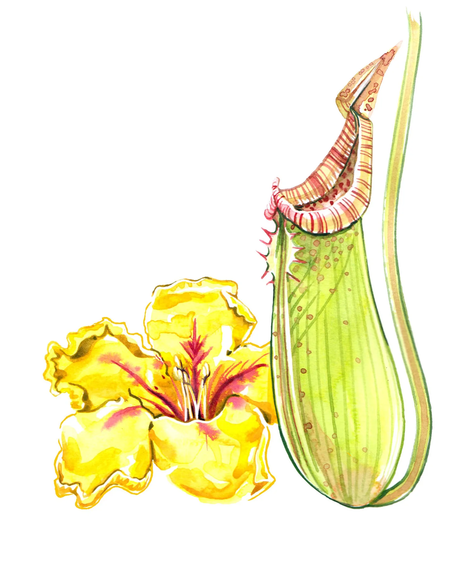 Spring illustrations for Royal Botanic Gardens at Kew magazine — Willa ...