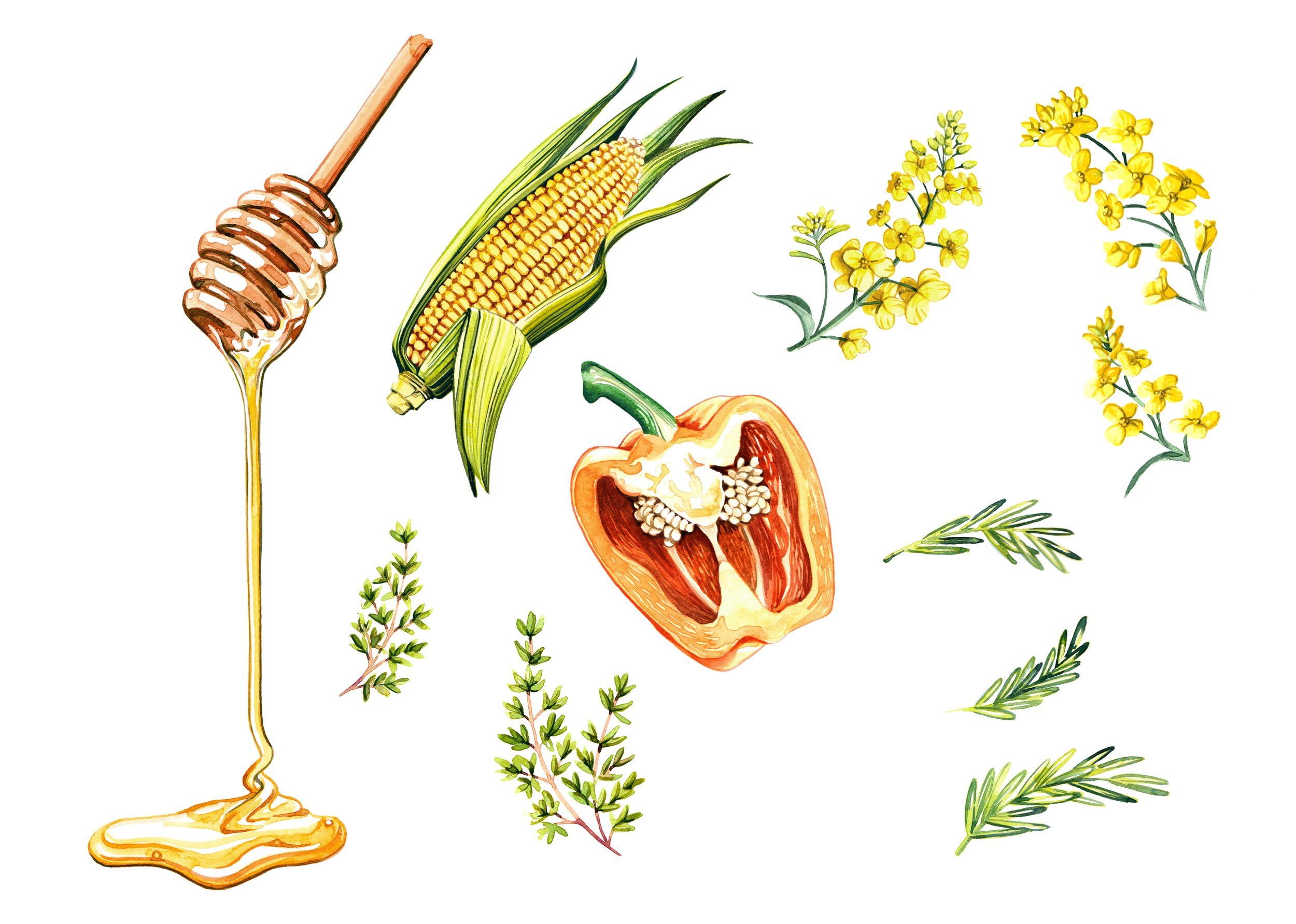 watercolour assets for food ingredients animation by illustrator Willa Gebbie