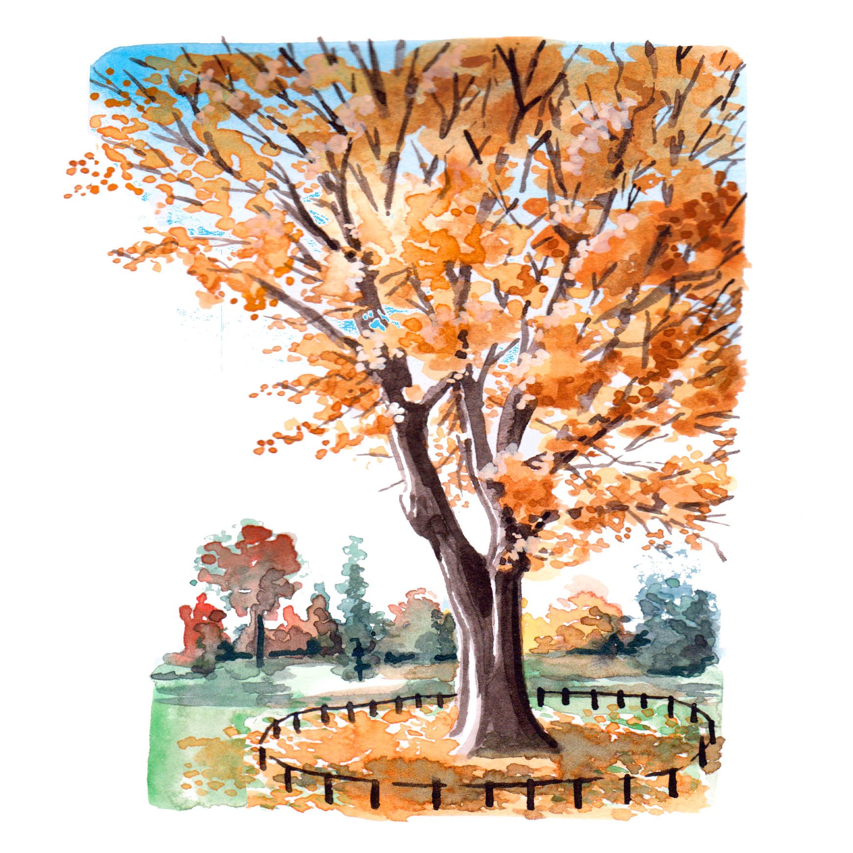 Chestnut-leaved Oak: landscape watercolour illustrations for Kew Gardens magazine