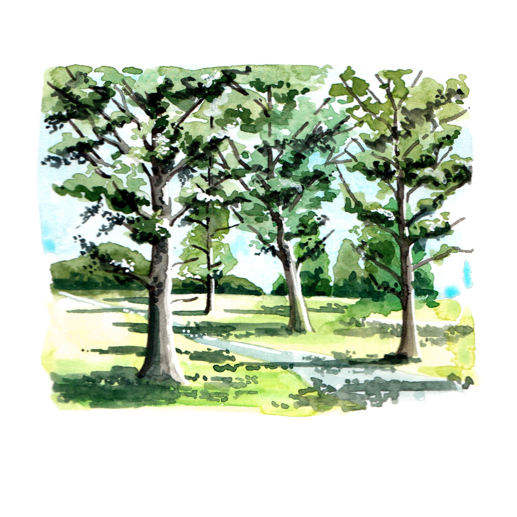 Pinetum: landscape watercolour illustrations for Kew Gardens magazine