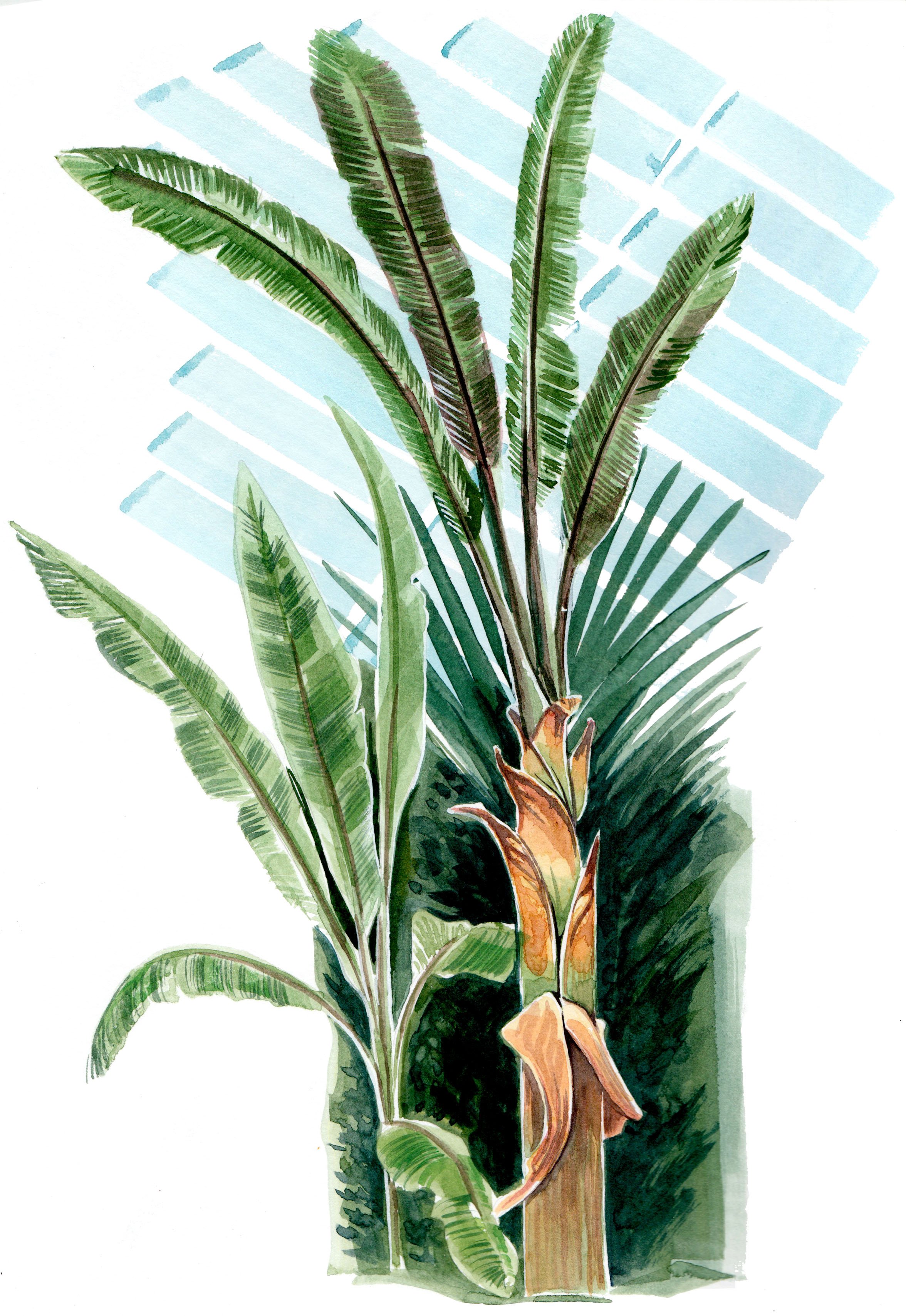 tree watercolour illustration for Kew by Willa Gebbie