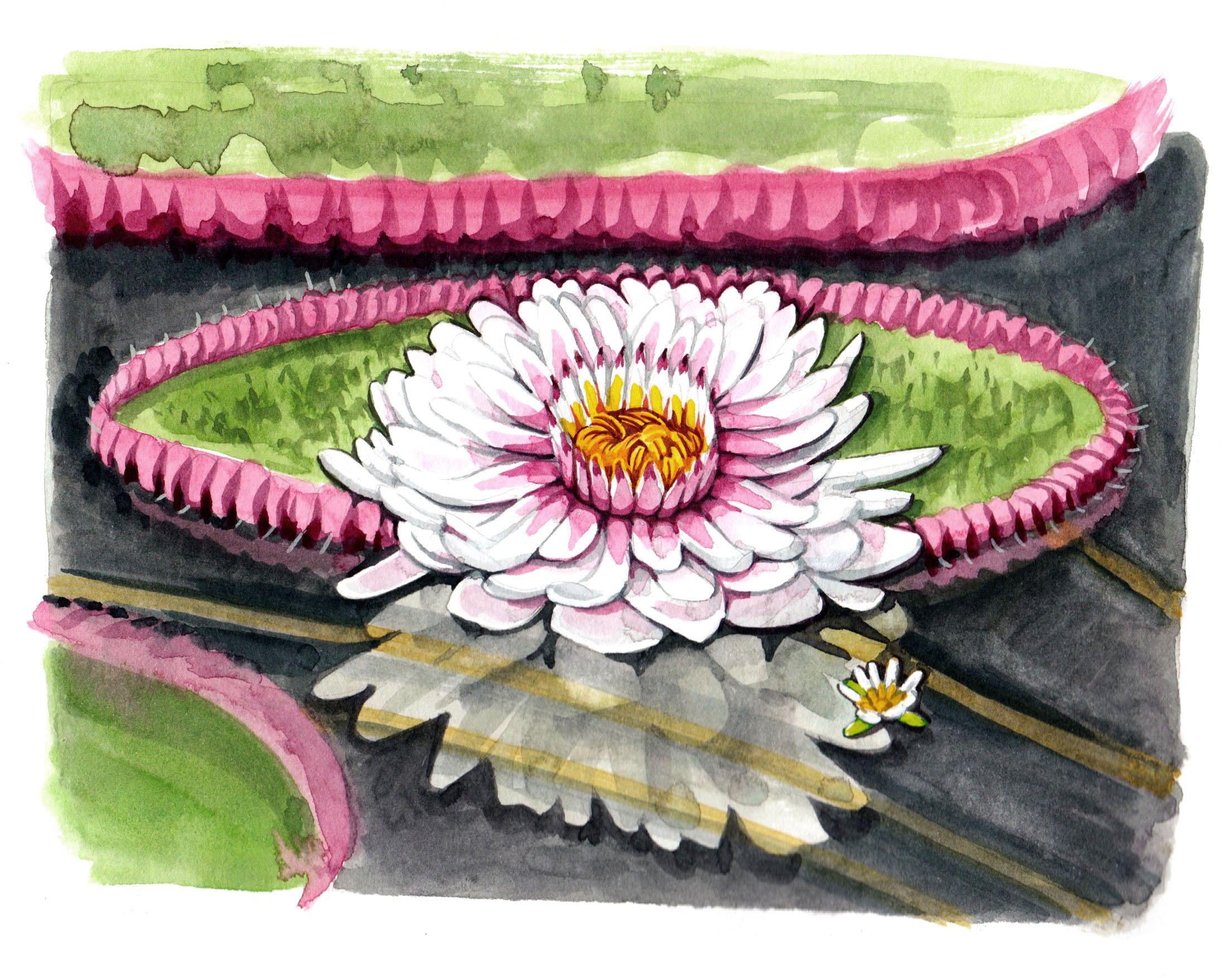 Waterlily botanical watercolour illustration for Kew by Willa Gebbie