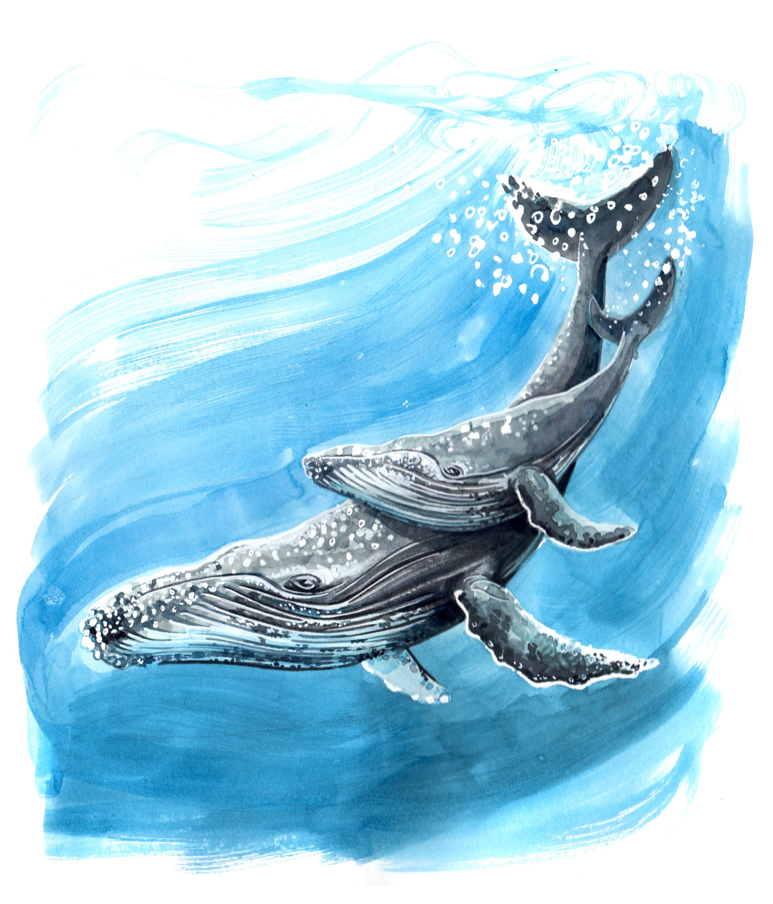 humpback whales watercolour illustration by Willa Gebbie