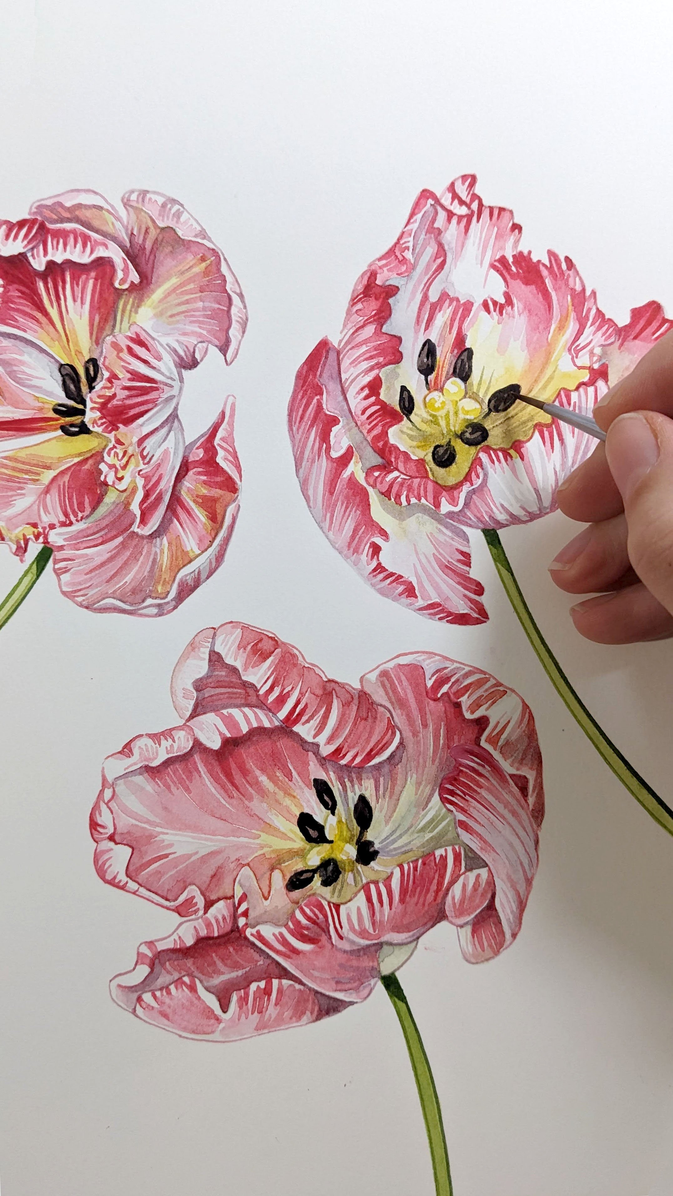 Botanical tulip illustrations by  Willa Gebbie