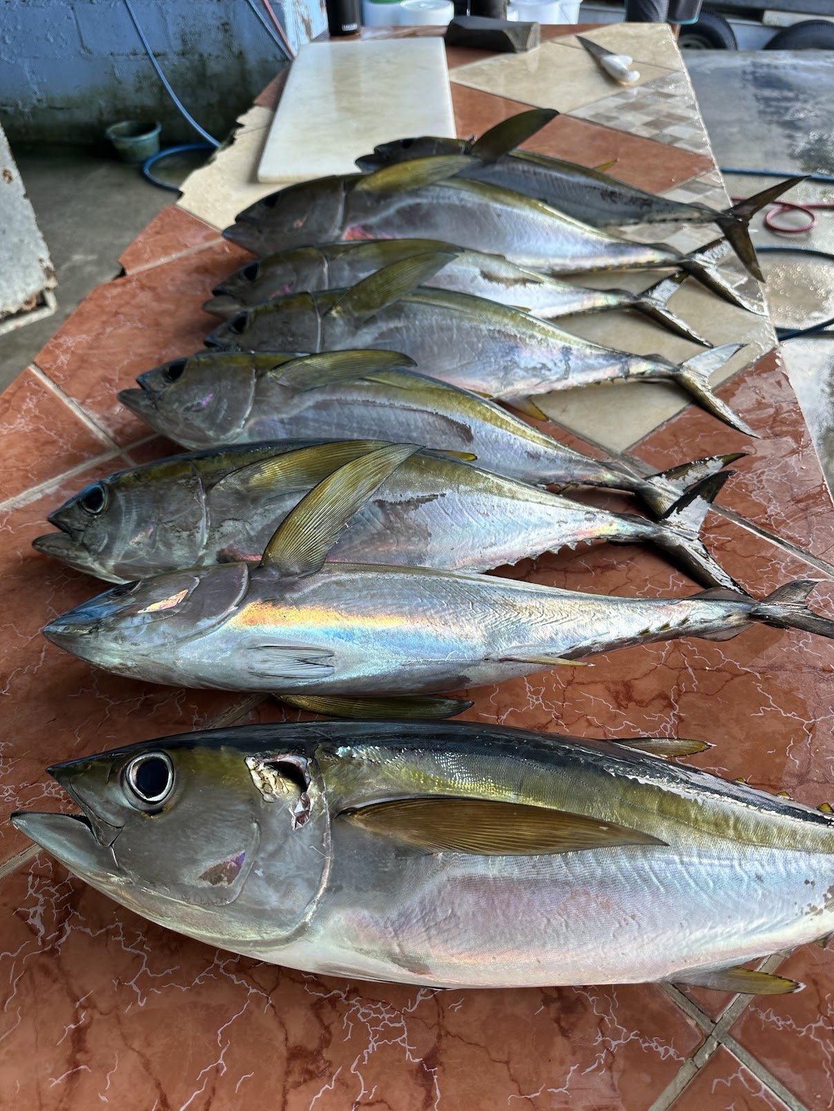 Multiple fish, possibly yellowtail or mackerel, laid out on a tiled surface, with a fishing knife nearby.