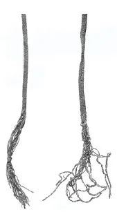 Fingerloop braids of 10 loops (left) and 14 loops (right), 13th and 14th centuries. Although these examples are more than 5 loops, several examples have been found from the excavations in London made of 5 loops, all dated to the 14th century. Museum of London: Textiles and Clothing, pg 139 .