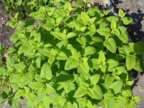 Lemon Balm