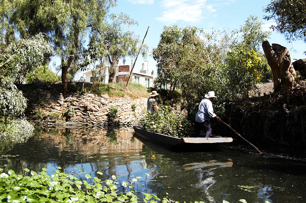 Zona Chinampa, 2012, Chinampero at Work, San Gregorio de Atlapulco, Xochimilco, Mexico City, Mexico
